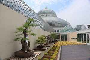 Mother’s Day Bonsai Show – PhenoMNal twin cities